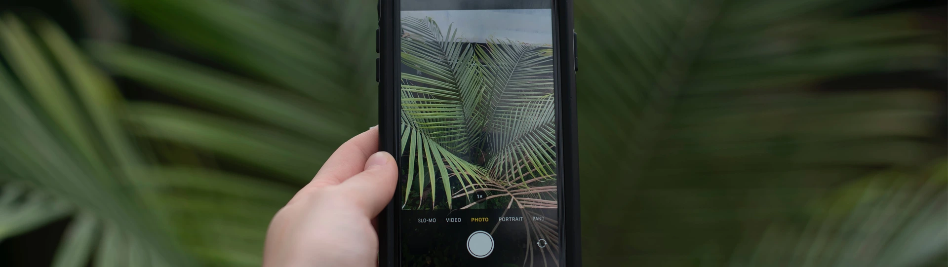 Plant identifier app development & who can leverage its applications